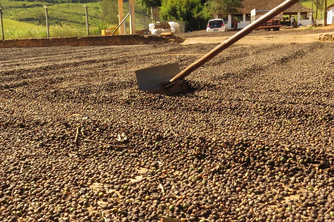 Coffee Drying – Coffee Processing And Drying Process