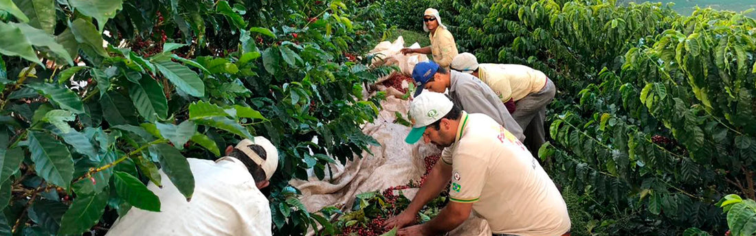 Coffee harvest shows advancements, but climate interferes in the production